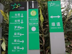 -银湖山郊野公园-相思林