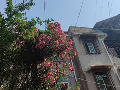 -老字号贾家肉丸糊辣汤(光明巷店)