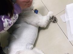 -宠福鑫康馨动物医院·骨科·眼科
