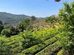 -雁南飞茶田景区