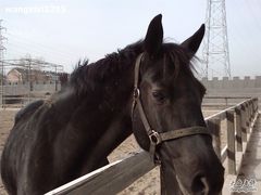-北京长城阳光山谷马术俱乐部