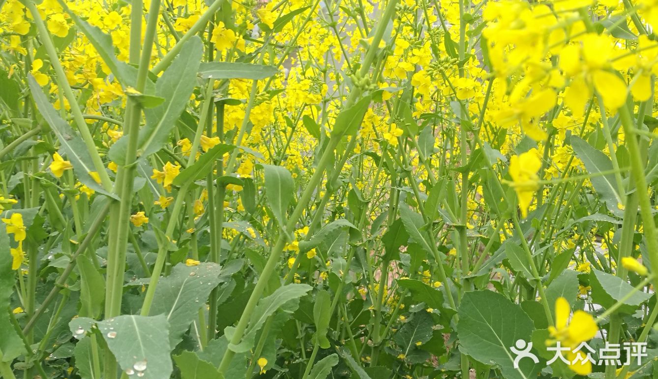 田字格局，一亩接一亩，到外都是。这个季节油菜花开的真快
