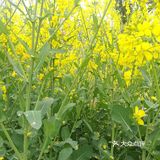 田字格局，一亩接一亩，到外都是。这个季节油菜花开的真快