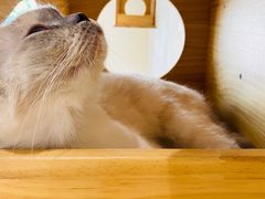 -藏猫猫咖啡主题馆(中央大道店)