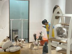 -1013 PET SHOP精品宠物商店(丁香店)