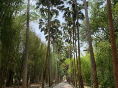 -中国科学院西双版纳热带植物园