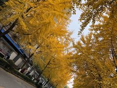 -四川大学(望江校区)