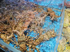 -徐记海鲜(大雁塔|金都店)