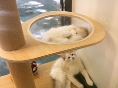 -袖虎宠物·金渐层缅因猫舍(灵芝店)