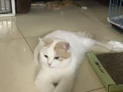 -宠福鑫康馨动物医院·骨科·眼科