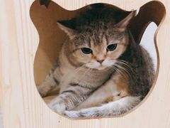 -猫色咖啡·猫咖