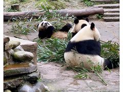 -中国大熊猫保护研究中心雅安碧峰峡基地