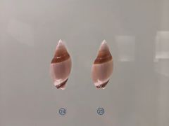 -青岛贝壳博物馆