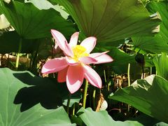 -莲花池公园