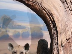 -陕西自然博物馆