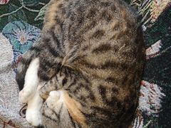 -平行世界·猫咖(首经贸店)