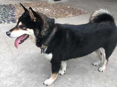 -柴犬高等学院·狗咖·柴犬售卖·宠物训练