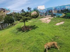 -西霞口神雕山野生动物世界