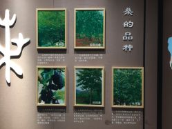 -太湖雪蚕桑文化园