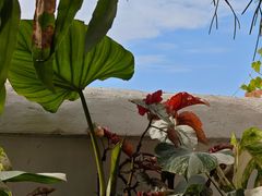 -自由生长植物工作室(深港花卉中心店)