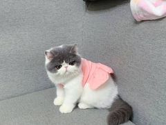 -欣宠猫屋·矮脚拿破仑·蓝金金渐层