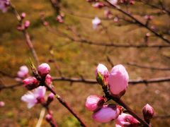 -白塘生态植物园