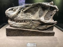 -自贡恐龙博物馆