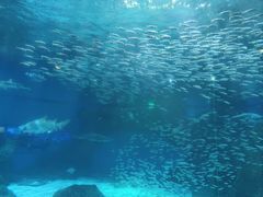-海合安成都极地海洋公园