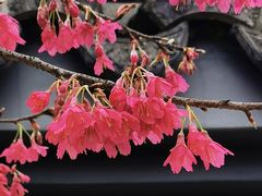 -杭州植物园