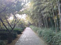 android_upload_pic-旺山景区