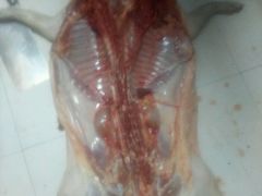 -老字号黄妹火盆烧烤