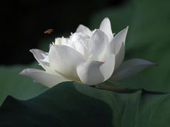 -清晏园