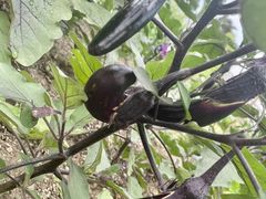 -大宁国际幼儿园(永和东路)