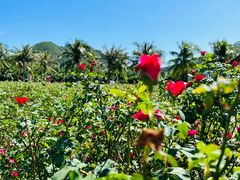 -亚龙湾国际玫瑰谷