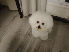 -帕帕拉兹宠物(亚洲旗舰店)