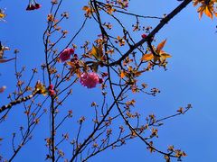 -新洲生态园