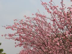 -天适樱花悠乐园