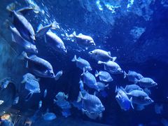 -成都浩海立方海洋公园