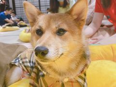 -逗柴咖啡屋·狗咖猫咖宠物桌游