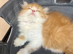 -Heymao猫咖.咖啡厅(东门店)
