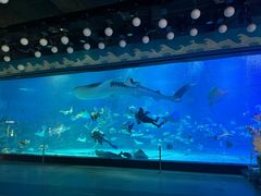 -烟台海昌鲸鲨海洋公园