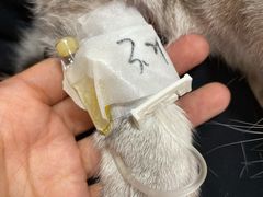 -宠爱国际动物医院· 猫科· 外科·中兽医(长白店)