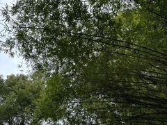 -潜山国家森林公园