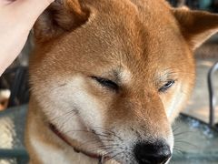 -柴犬高等学院·狗咖·柴犬售卖·宠物训练