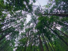 -本溪汤沟绿石谷森林公园