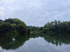 -王借岗森林公园