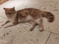 -飞行喵MR PILOT|猫舍·猫咖(静安大融城店)
