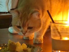 -咖法森林·咖啡  酒吧(天河店)