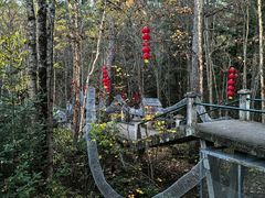 -五营红松林海景区