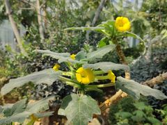 -国家植物园南园